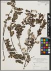 Foto von Salix aurita L.